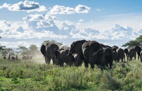 Tourism and Safaris: Tanzania's Most Enduring Asset